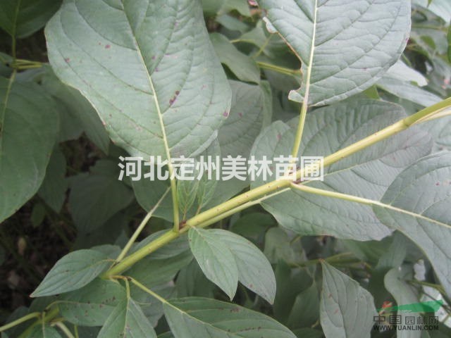 大量供应 黄瑞木 金枝红瑞木