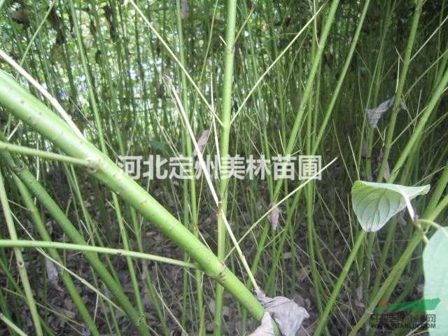 大量供应 黄瑞木 金枝红瑞木