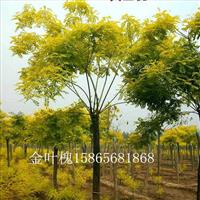18公分原生國(guó)槐正規(guī)綠化苗木種植基地