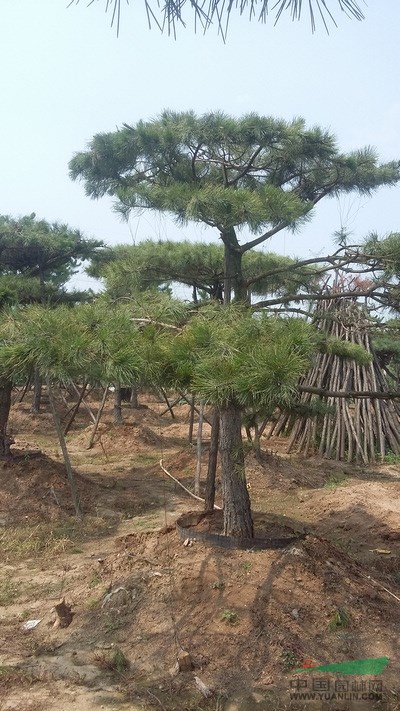 造型油松，造型黑松，造型迎客松，造型平頂松