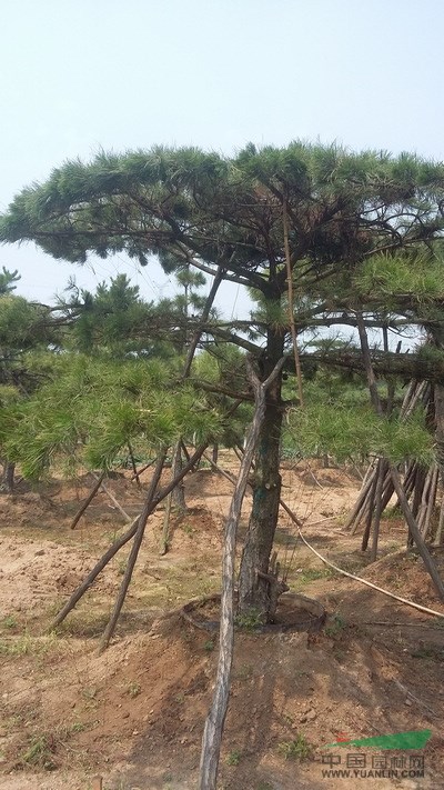 造型油松，造型黑松，造型迎客松，造型平頂松