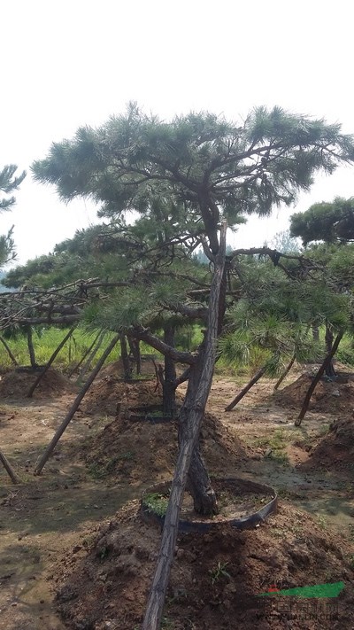 造型油松