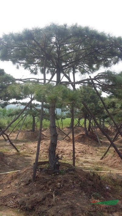 造型油松