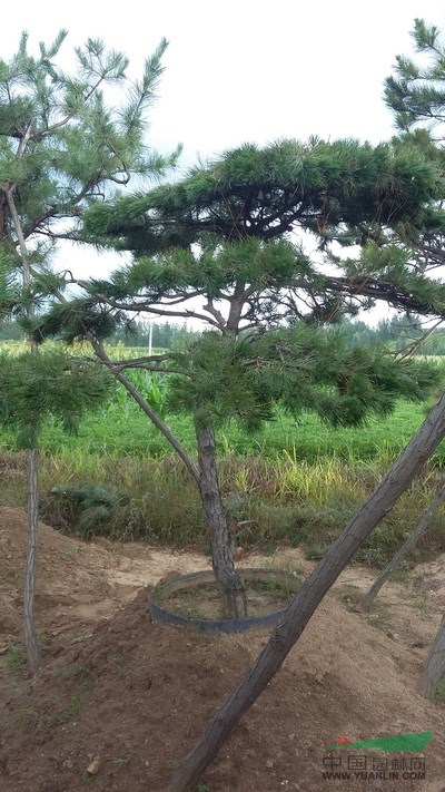 造型黑松