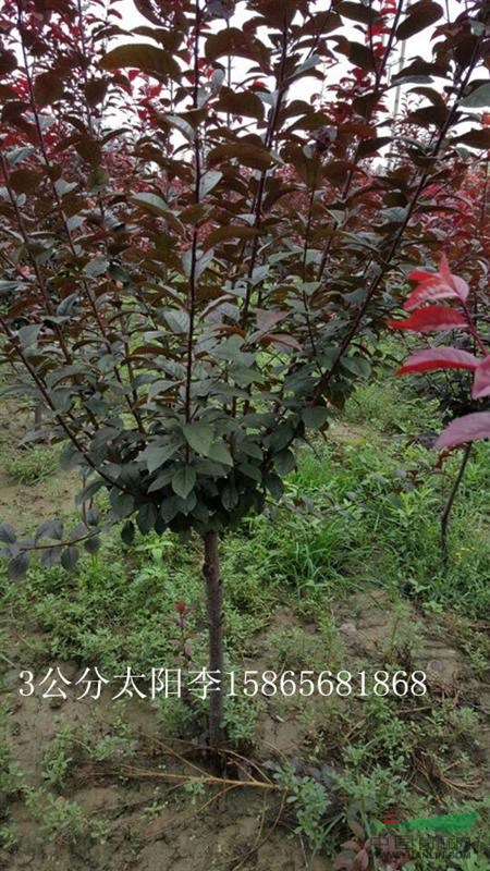 12公分法桐及處理3公分太陽(yáng)李 國(guó)槐 法桐