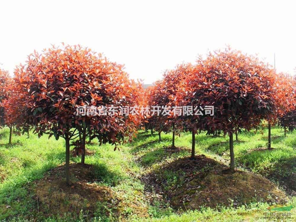 紅葉石楠，高桿紅葉石楠杯苗，1-3公分高桿石楠苗木