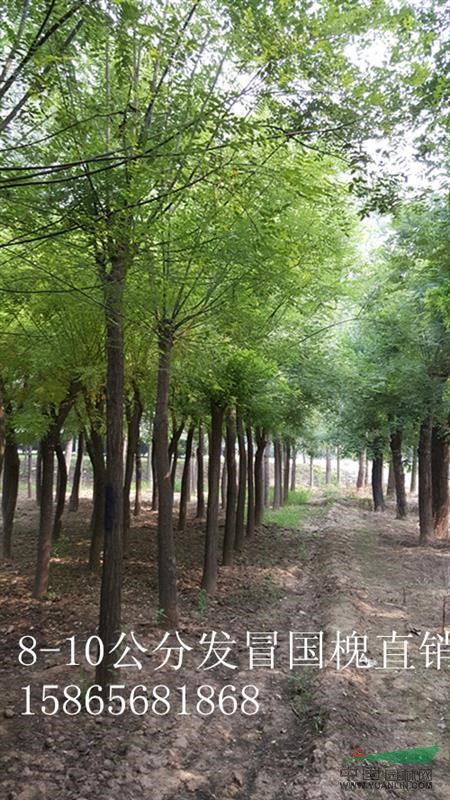 28公分國(guó)槐山東鄆城綠化苗木種植基地價(jià)格
