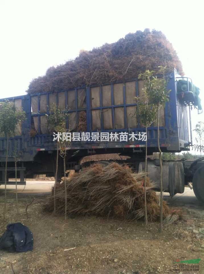 耐寒水腊苗 水腊小苗 水腊适应西北地区 水腊图片