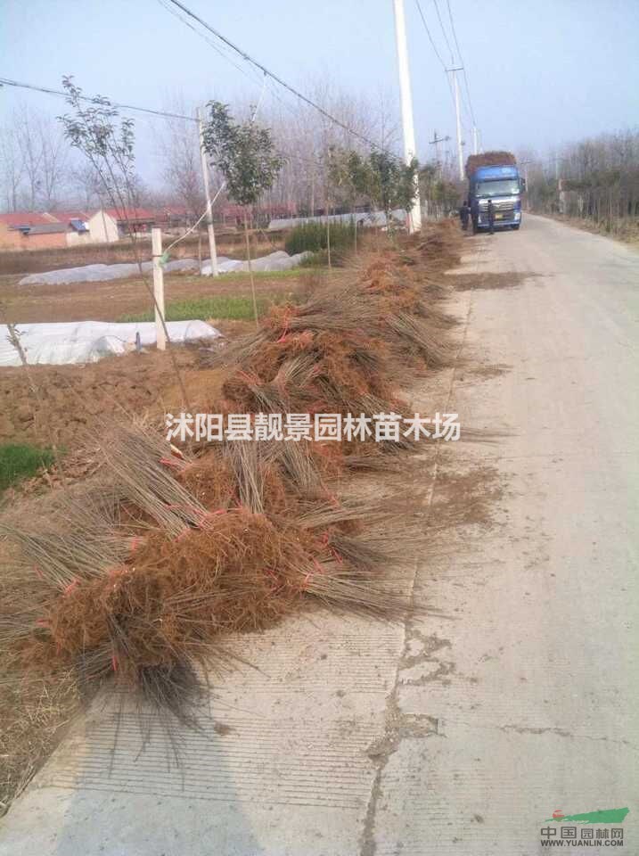 耐寒水腊苗 水腊小苗 水腊适应西北地区 水腊图片