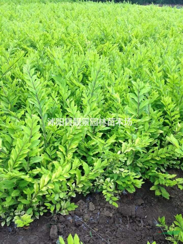 耐寒金叶水腊苗 金叶水腊50公分高 金叶水腊绿篱苗