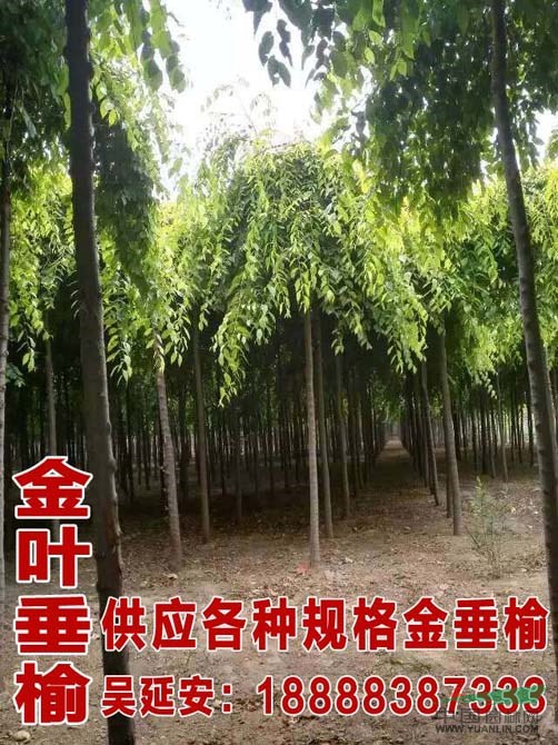 最新國槐價(jià)格 46公分國槐種植技術(shù)