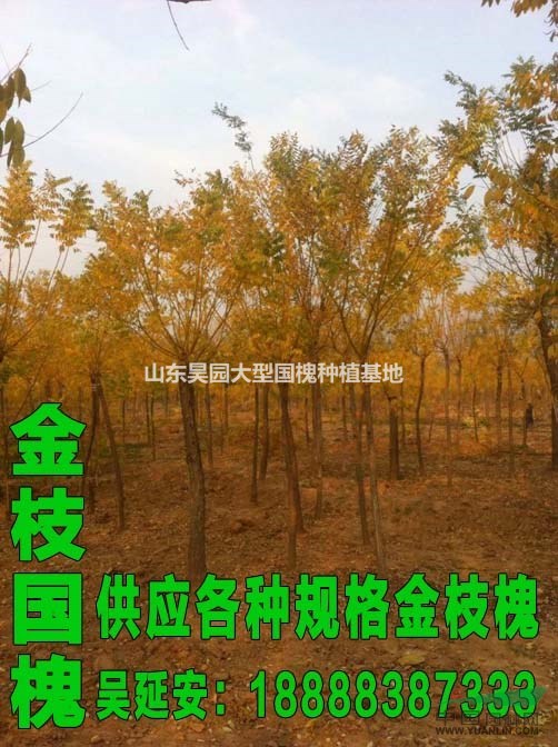 最新國槐價格 54公分國槐種植技術(shù)