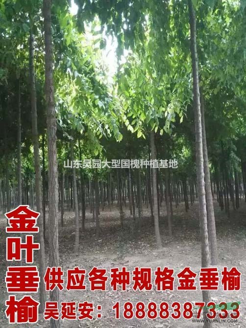 最新國槐價格 61公分國槐種植技術(shù)