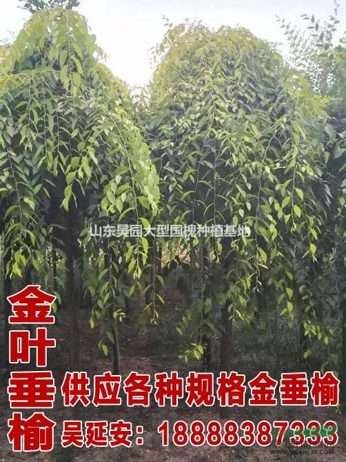 最新國槐價格 61公分國槐種植技術(shù)