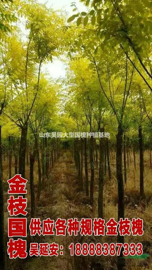 山東鄆城大型綠化苗木  2公分國(guó)槐