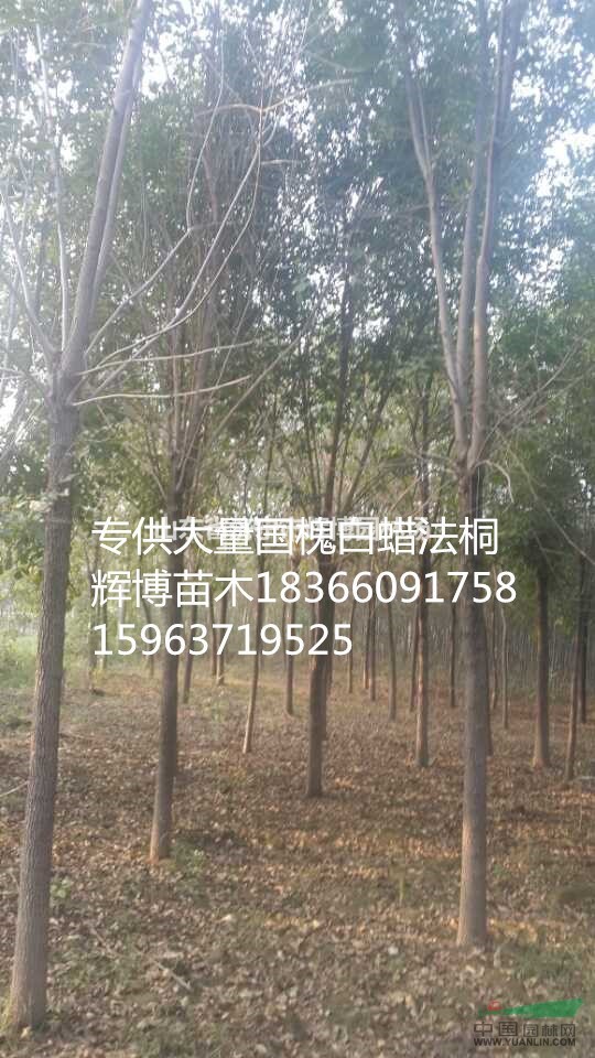 26公分白蠟價格詳細說明