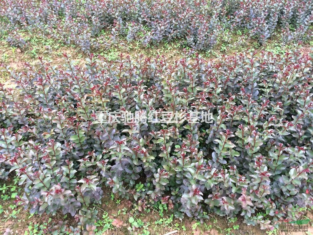2015年最紅苗木紅火箭紫薇最紅】【重慶馳騰紅火箭】