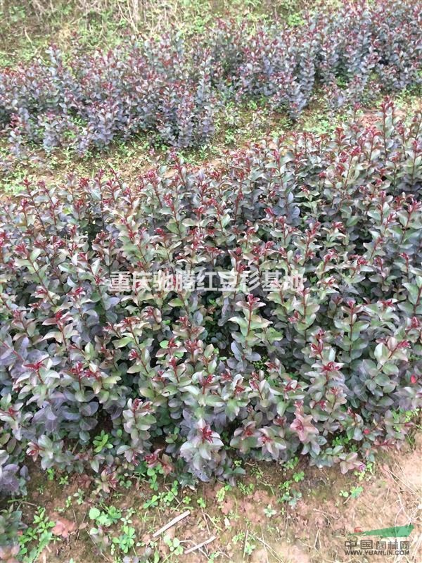2015年最紅苗木紅火箭紫薇最紅】【重慶馳騰紅火箭】