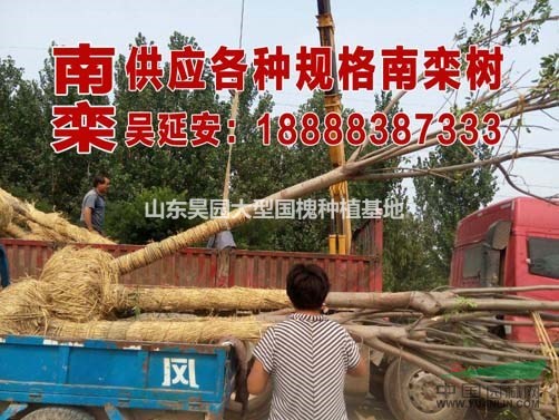  58公分國槐  最新價格