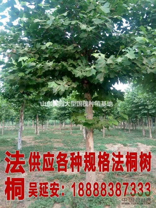 最新國槐價(jià)格 5公分國槐種植技術(shù)