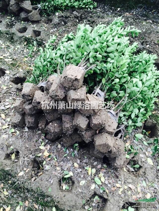 浙江杭州蕭山區(qū)供應(yīng)大葉黃楊小毛球
