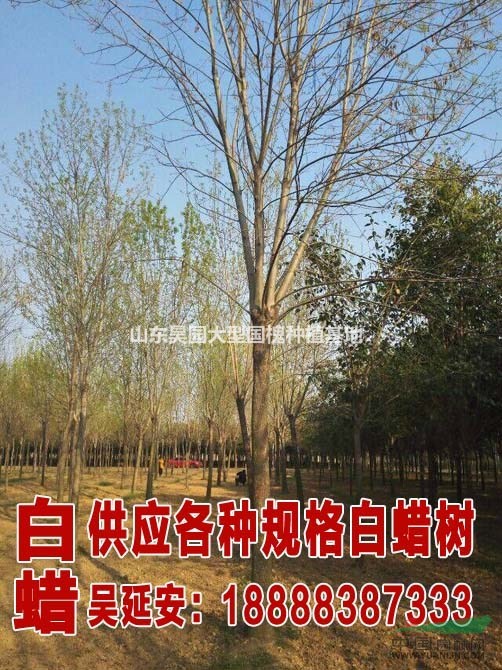 山東鄆城大型綠化苗木  63公分國槐