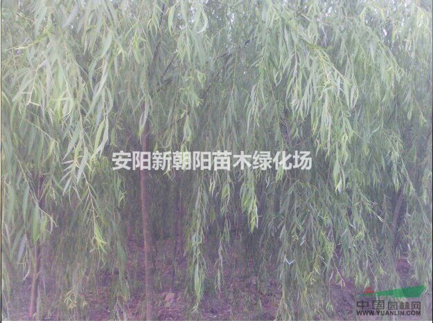 新朝陽(yáng)綠化苗木場(chǎng)