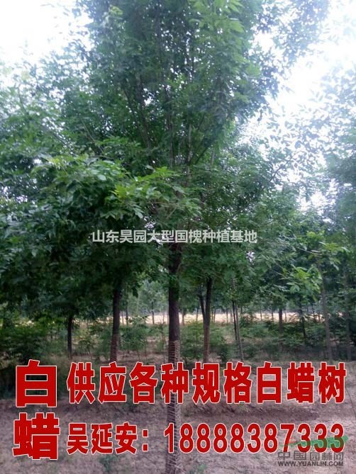 山東鄆城國槐種植基地  56公分國槐