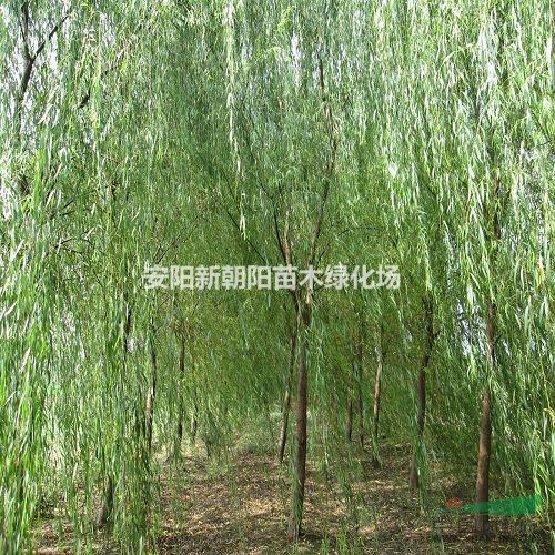 青垂黃垂