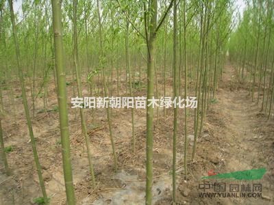 青垂黃垂