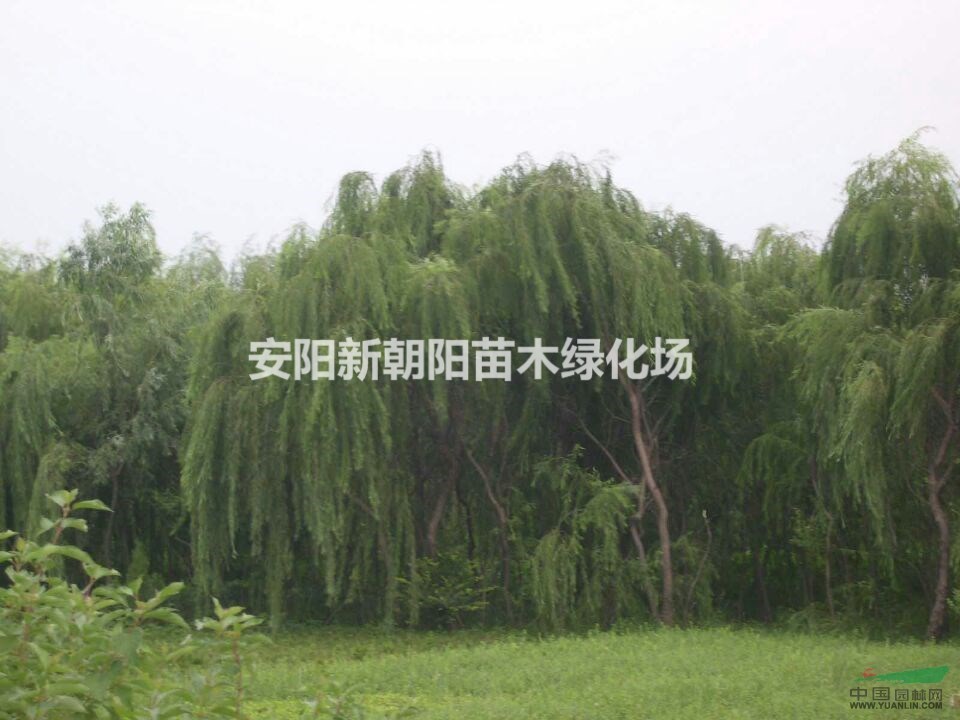 青垂金絲垂黃垂