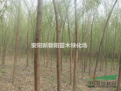 青垂金絲垂黃垂