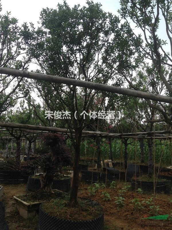 大量出售10cm金桔樹