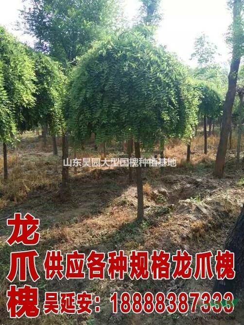 山東鄆城大型綠化苗木  51公分國槐