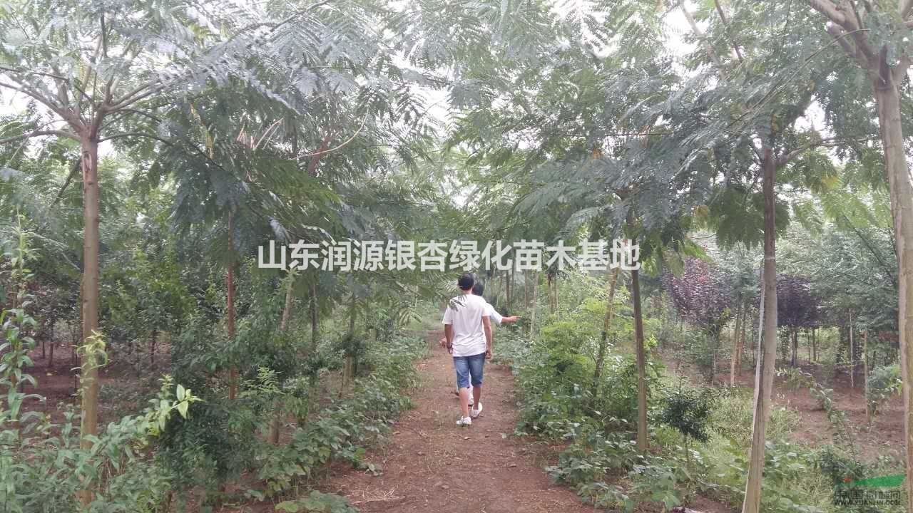 山東供應(yīng)大量合歡