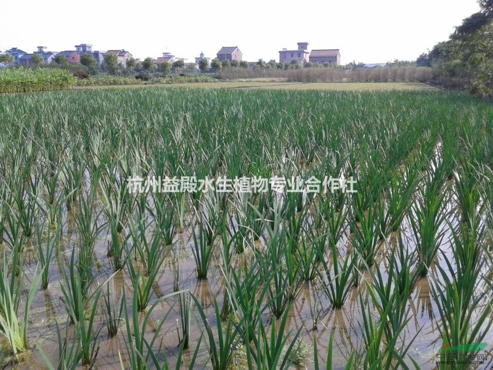 鳶尾出售