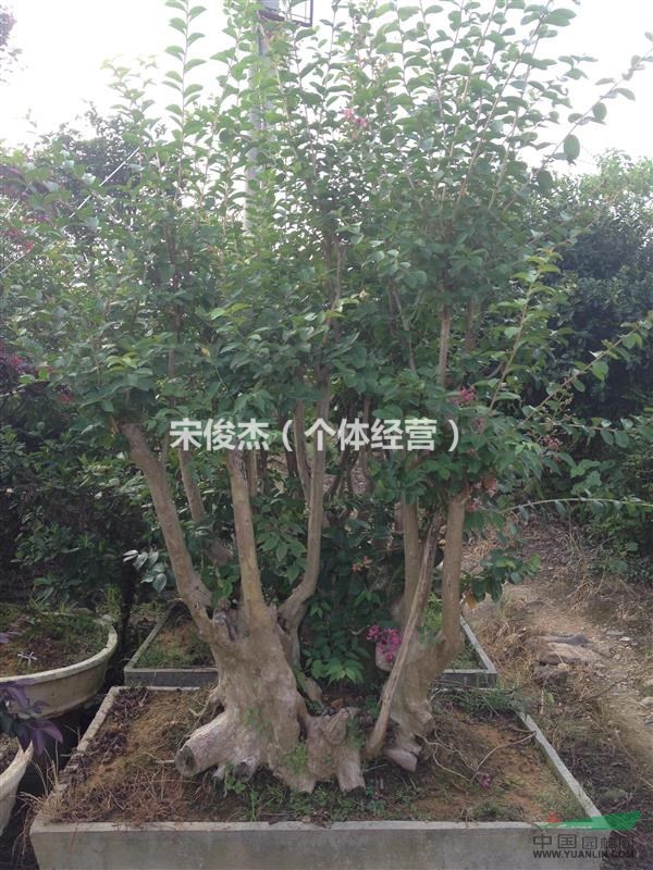 大量出售紫薇盆景