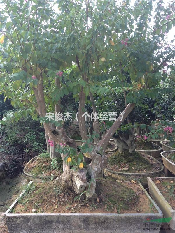大量出售紫薇盆景