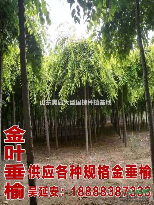 國(guó)槐樹(shù)苗木基地   6公分國(guó)槐