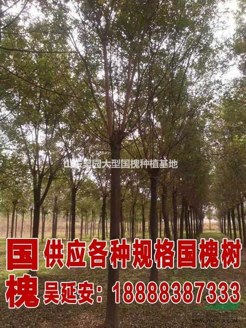國(guó)槐樹(shù)苗木基地   6公分國(guó)槐