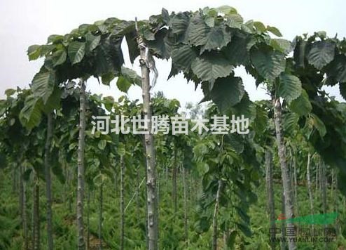 河北大葉垂榆 大葉垂榆的產(chǎn)地 大葉垂榆的價(jià)格 大葉垂榆圖片
