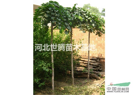 河北大葉垂榆 大葉垂榆的產(chǎn)地 大葉垂榆的價(jià)格 大葉垂榆圖片