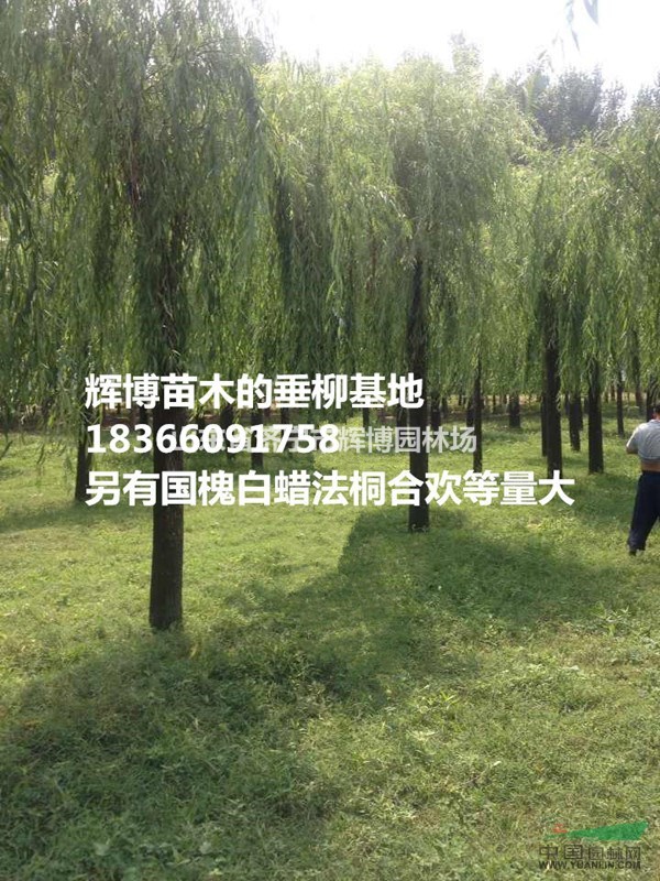 2公分垂柳價(jià)格現(xiàn)在報(bào)價(jià)