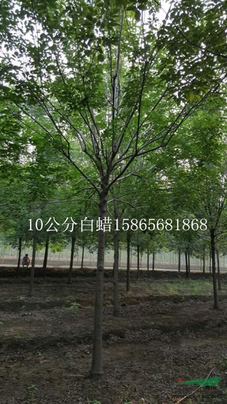12公分發(fā)冒3年國槐一家達到國家綠化要求的綠化苗木基地