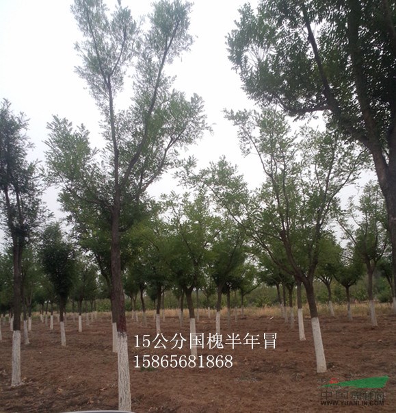 12公分發(fā)冒3年國槐一家達到國家綠化要求的綠化苗木基地