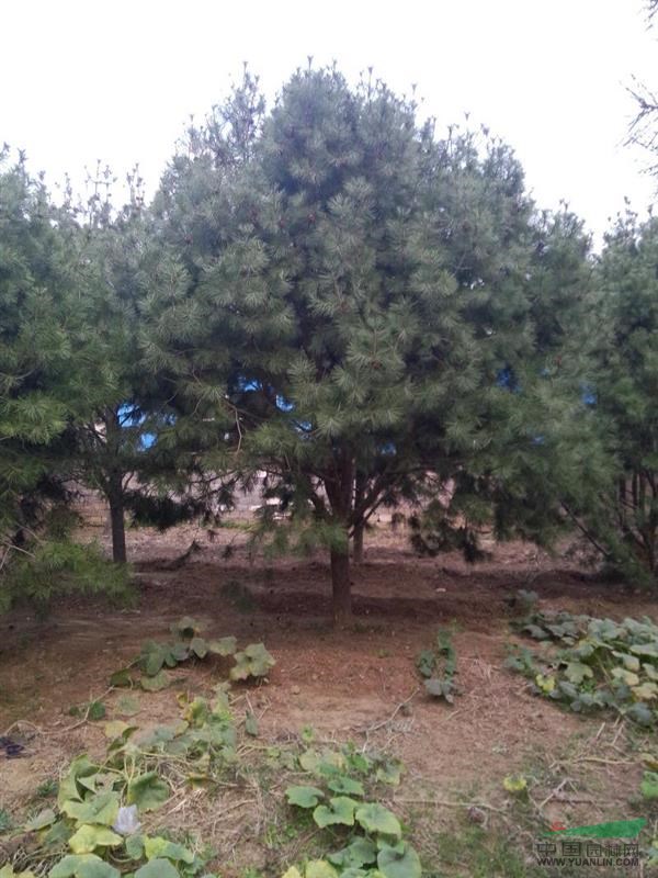 山東泰安泮林苗圃批量出售大規(guī)格白皮松