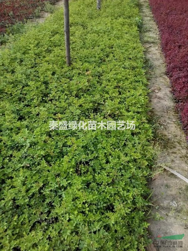 薔薇苗