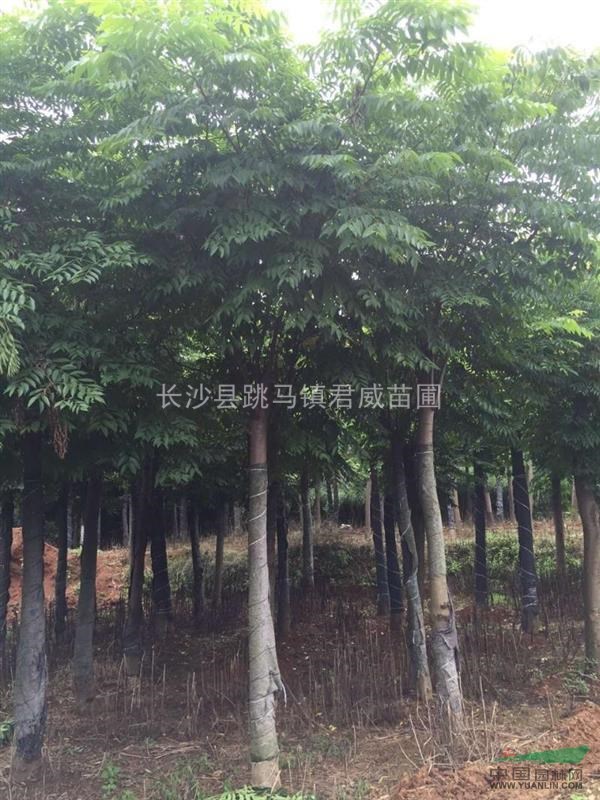 湖南长沙君威苗圃长期供应各种规格栾树