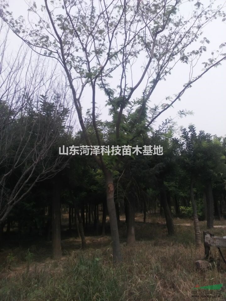 3公分合歡價格農戶報價
