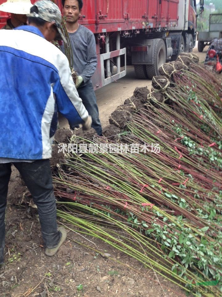 红瑞木80公分高 红瑞木适应新疆绿篱 红瑞木基地